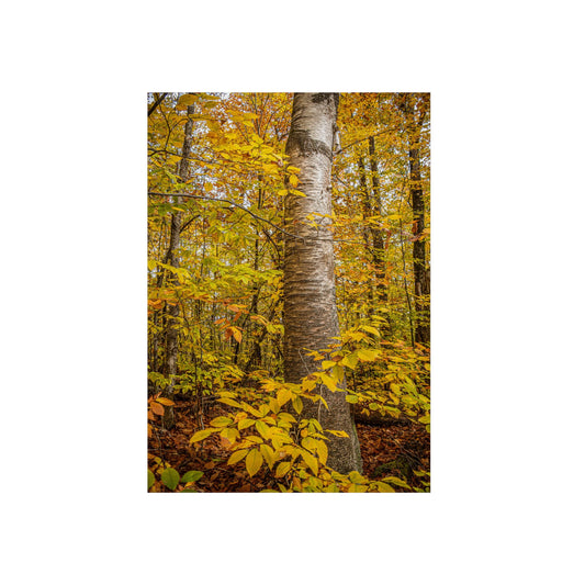 Autumn Nature Wall Art, Metal Print of Birch Tree, Rustic Home Decor, Fall Decoration, Woodland Photography, Nature Lover Gift