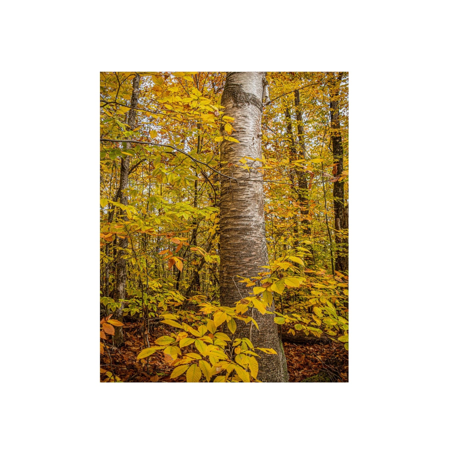 Autumn Nature Wall Art, Metal Print of Birch Tree, Rustic Home Decor, Fall Decoration, Woodland Photography, Nature Lover Gift