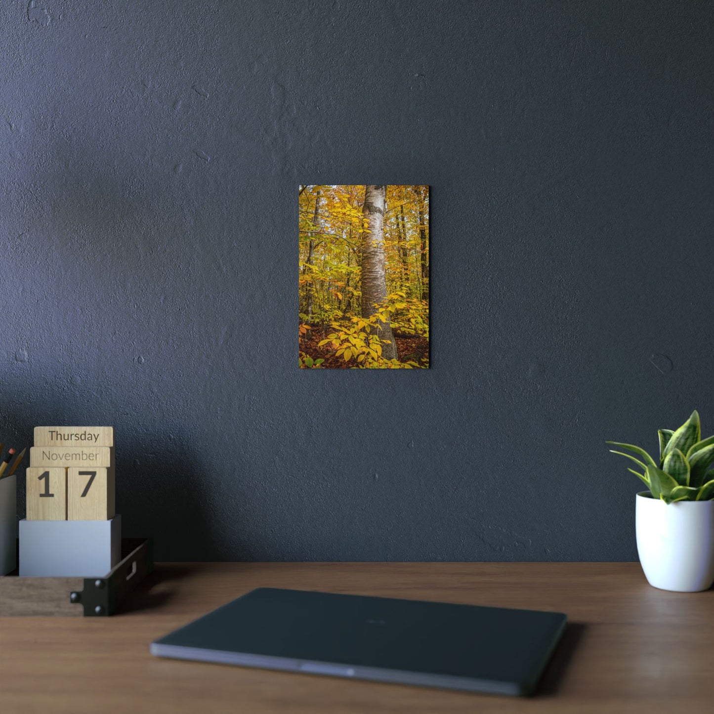 Autumn Nature Wall Art, Metal Print of Birch Tree, Rustic Home Decor, Fall Decoration, Woodland Photography, Nature Lover Gift