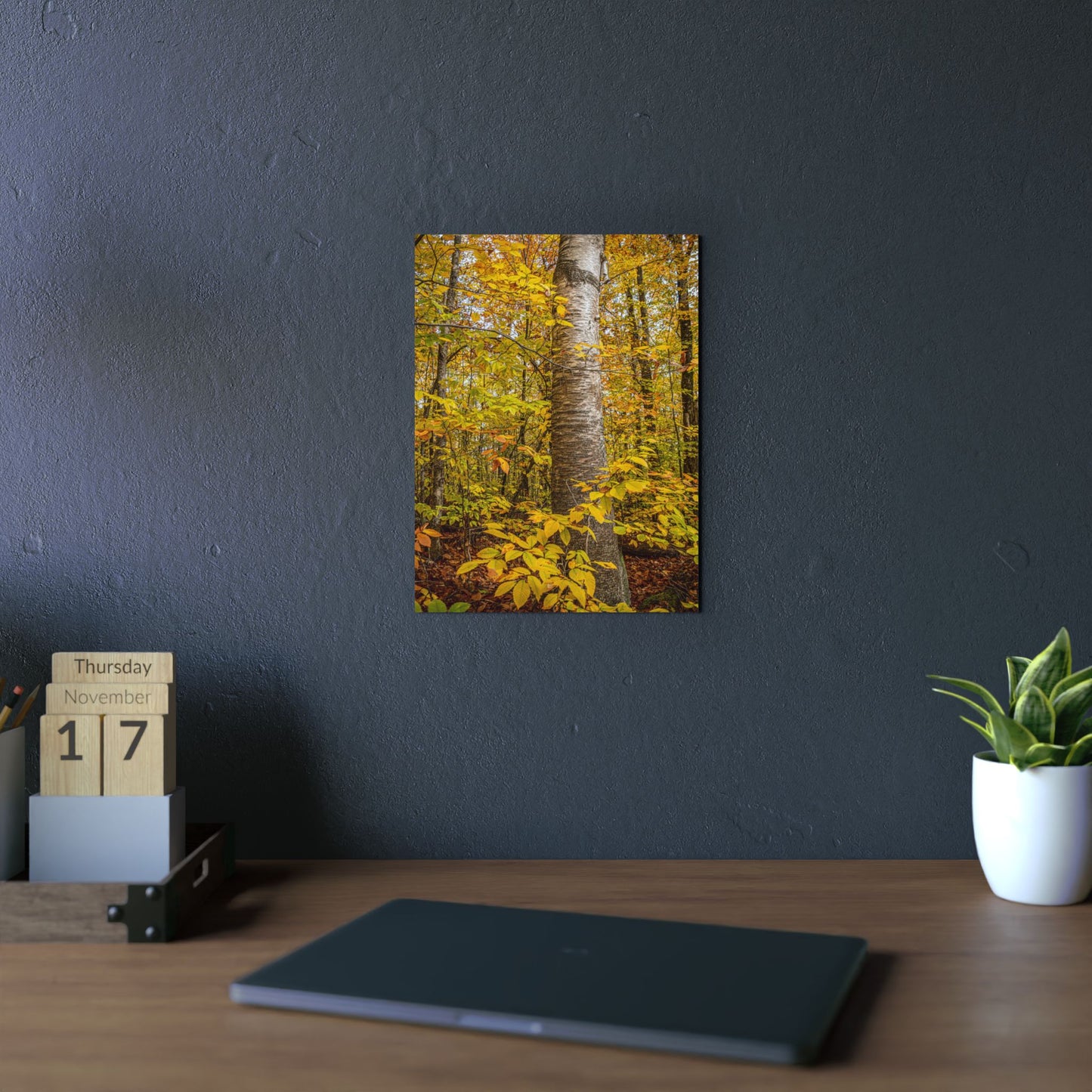 Autumn Nature Wall Art, Metal Print of Birch Tree, Rustic Home Decor, Fall Decoration, Woodland Photography, Nature Lover Gift