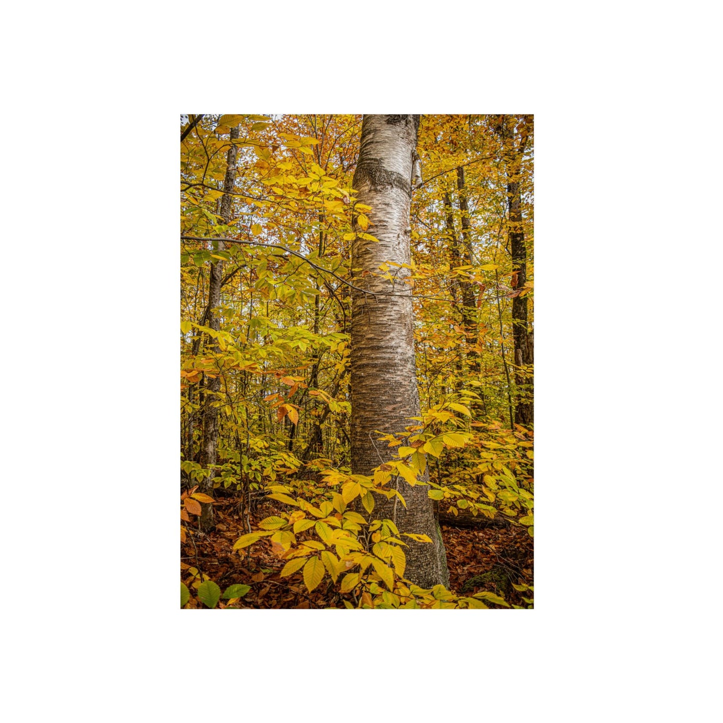 Autumn Nature Wall Art, Metal Print of Birch Tree, Rustic Home Decor, Fall Decoration, Woodland Photography, Nature Lover Gift