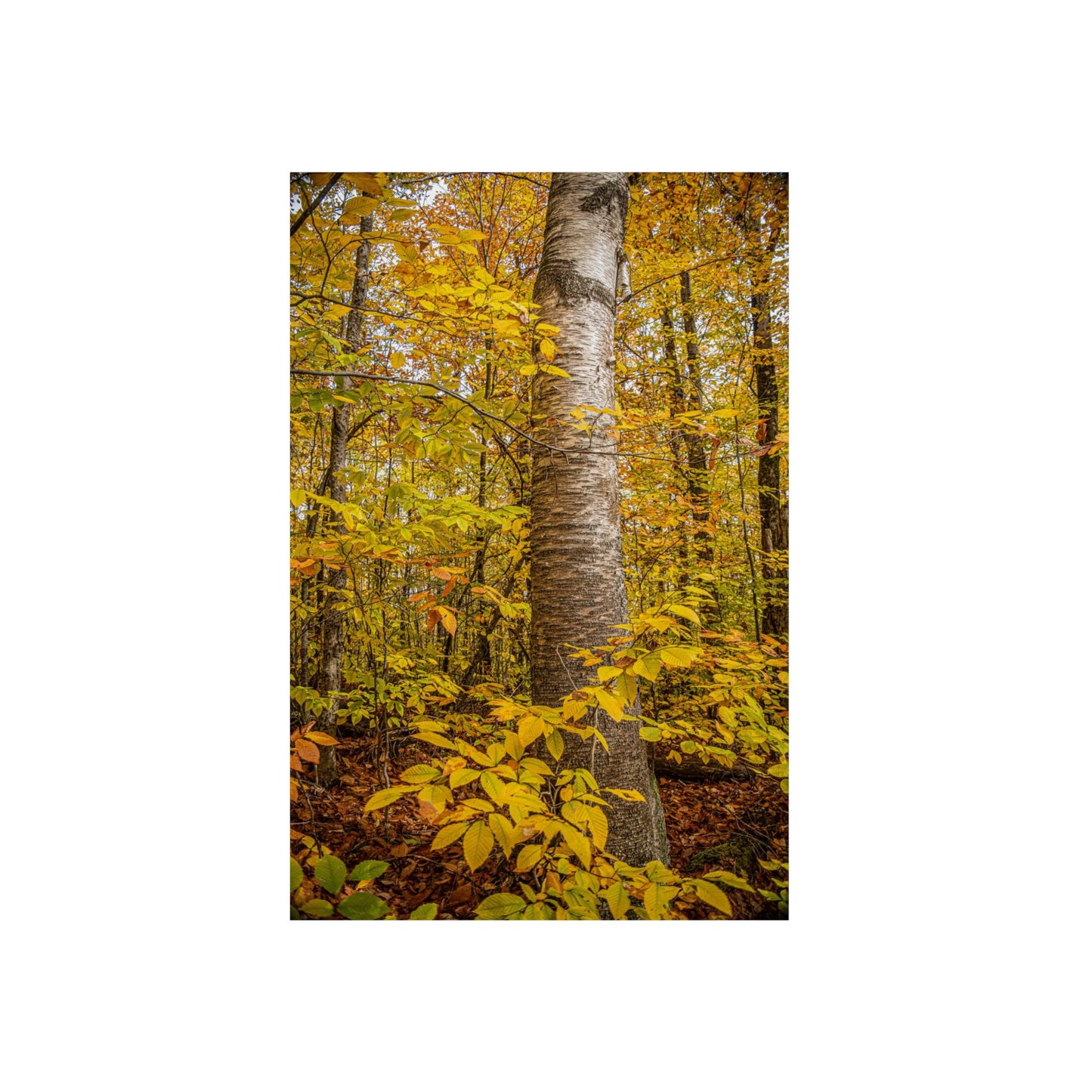 Autumn Nature Wall Art, Metal Print of Birch Tree, Rustic Home Decor, Fall Decoration, Woodland Photography, Nature Lover Gift