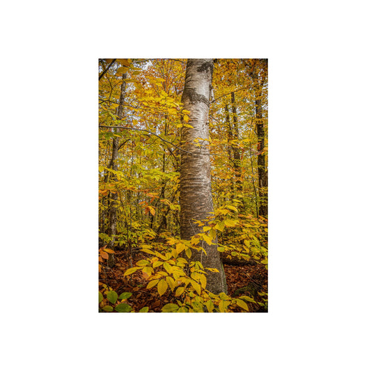 Autumn Nature Wall Art, Metal Print of Birch Tree, Rustic Home Decor, Fall Decoration, Woodland Photography, Nature Lover Gift