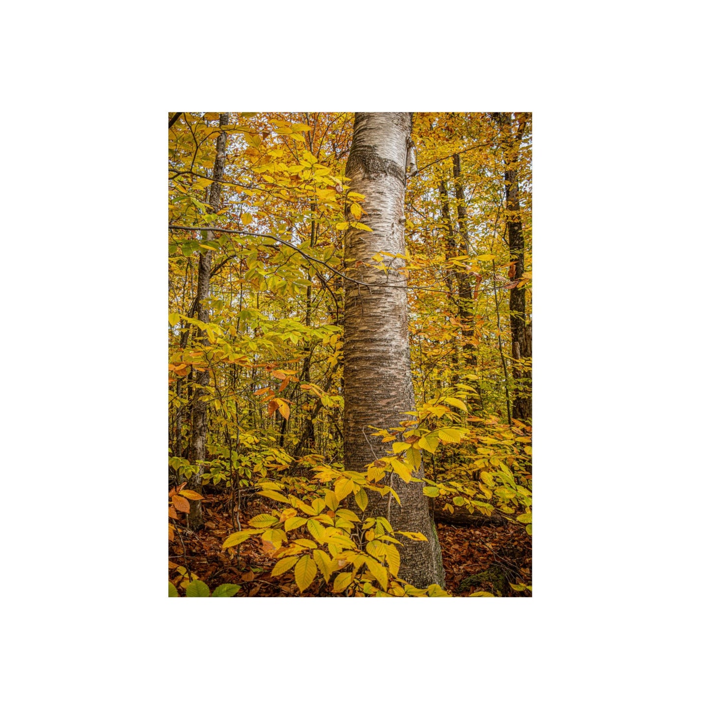 Autumn Nature Wall Art, Metal Print of Birch Tree, Rustic Home Decor, Fall Decoration, Woodland Photography, Nature Lover Gift