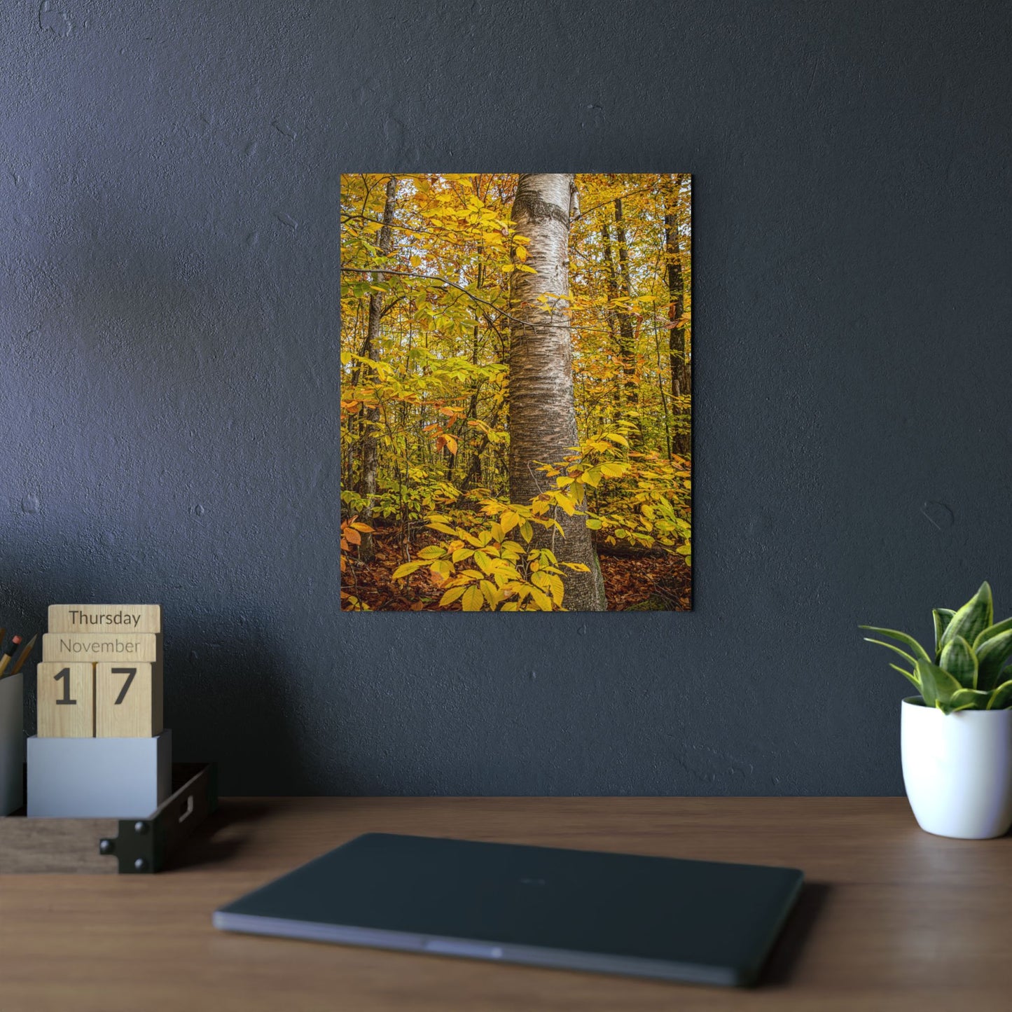 Autumn Nature Wall Art, Metal Print of Birch Tree, Rustic Home Decor, Fall Decoration, Woodland Photography, Nature Lover Gift