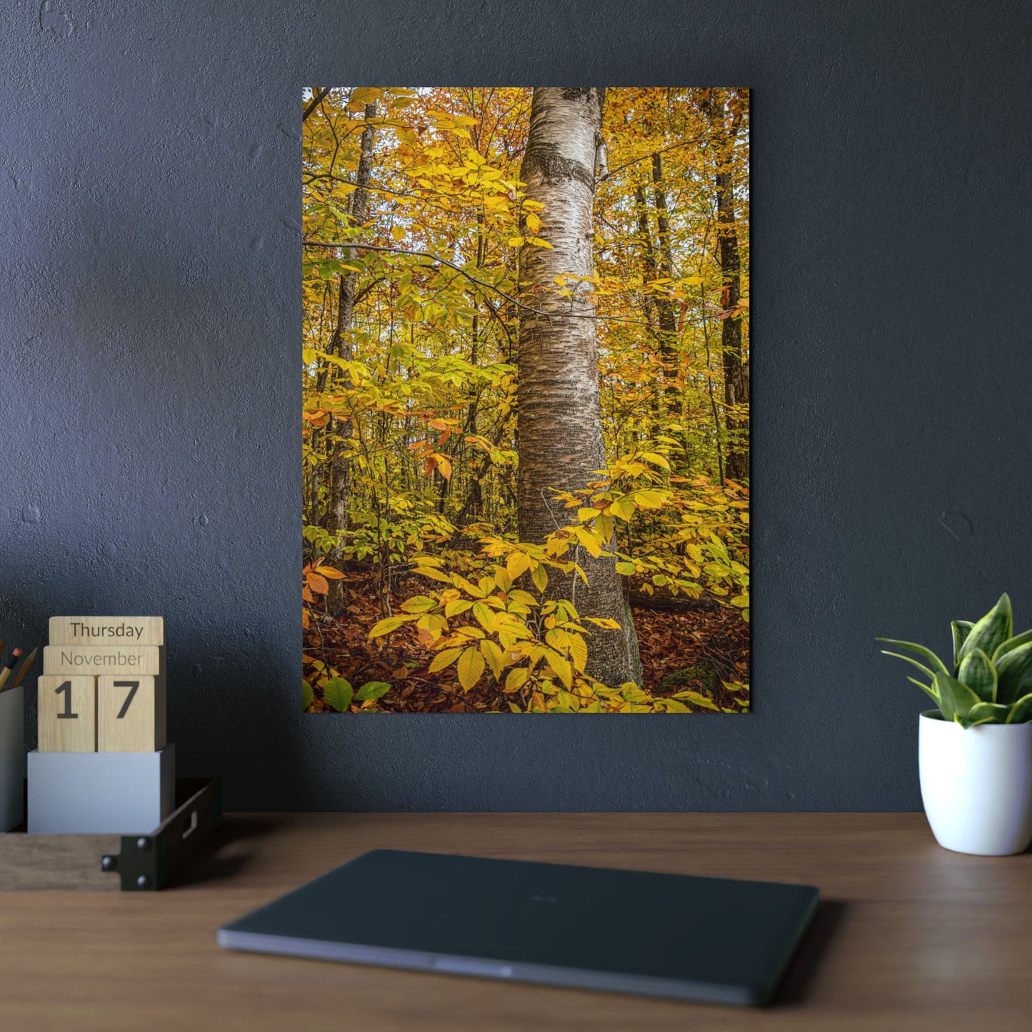 Autumn Nature Wall Art, Metal Print of Birch Tree, Rustic Home Decor, Fall Decoration, Woodland Photography, Nature Lover Gift