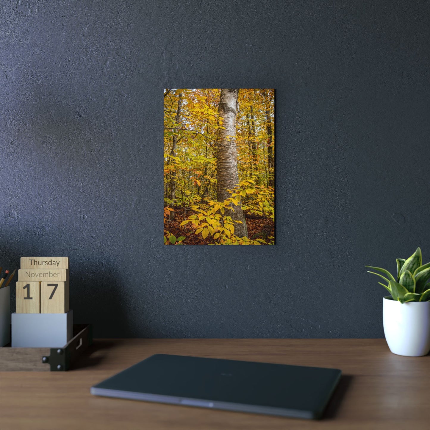 Autumn Nature Wall Art, Metal Print of Birch Tree, Rustic Home Decor, Fall Decoration, Woodland Photography, Nature Lover Gift