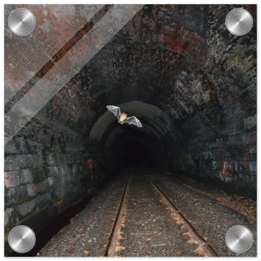 Bat In a Tunnel Acrylic Print