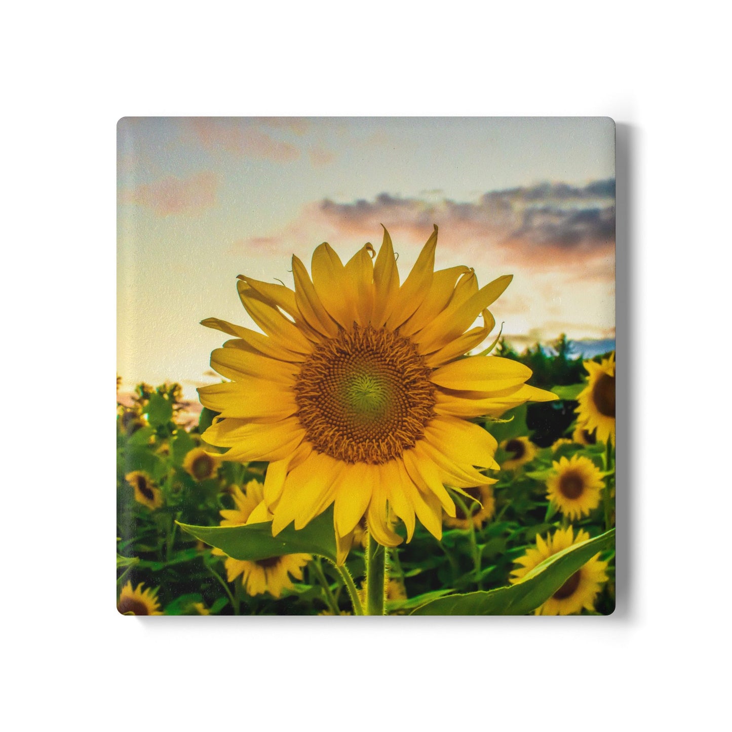 Sunflower Field Ceramic Coaster — Bright Botanical Drink Coaster