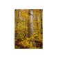 Autumn Nature Wall Art, Metal Print of Birch Tree, Rustic Home Decor, Fall Decoration, Woodland Photography, Nature Lover Gift