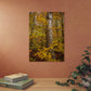 Autumn Nature Wall Art, Metal Print of Birch Tree, Rustic Home Decor, Fall Decoration, Woodland Photography, Nature Lover Gift