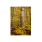 Autumn Nature Wall Art, Metal Print of Birch Tree, Rustic Home Decor, Fall Decoration, Woodland Photography, Nature Lover Gift