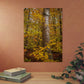Autumn Nature Wall Art, Metal Print of Birch Tree, Rustic Home Decor, Fall Decoration, Woodland Photography, Nature Lover Gift