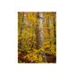 Autumn Nature Wall Art, Metal Print of Birch Tree, Rustic Home Decor, Fall Decoration, Woodland Photography, Nature Lover Gift