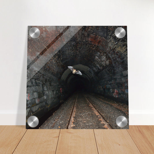 Bat In a Tunnel Acrylic Print